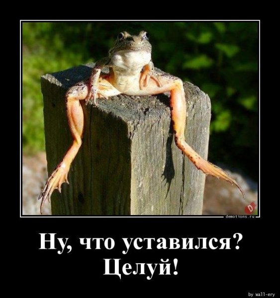 Лягушка демотиватор