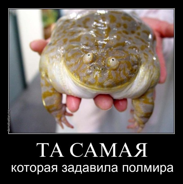 Лягушка прикол