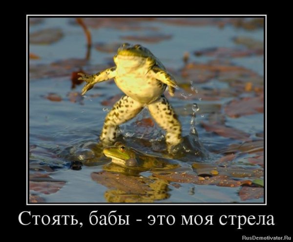 Жаба демотиватор