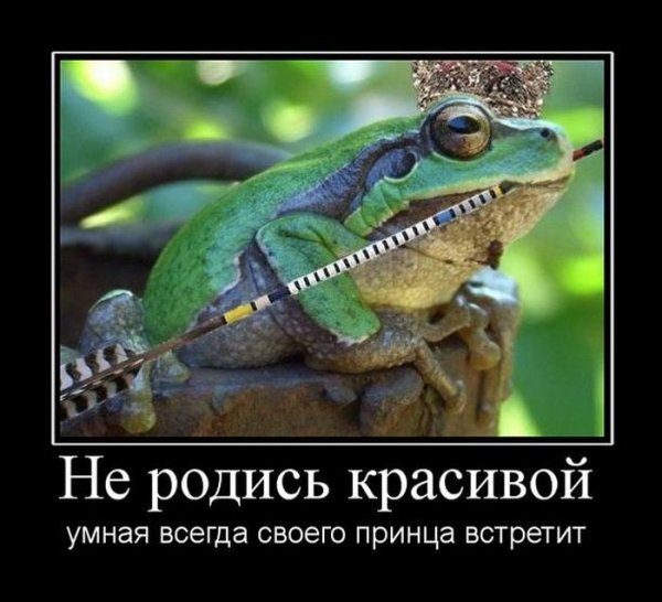 Жаба демотиватор