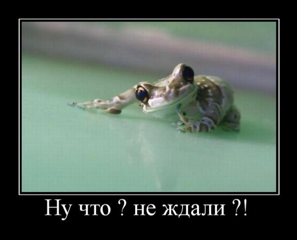 Лягушка демотиватор