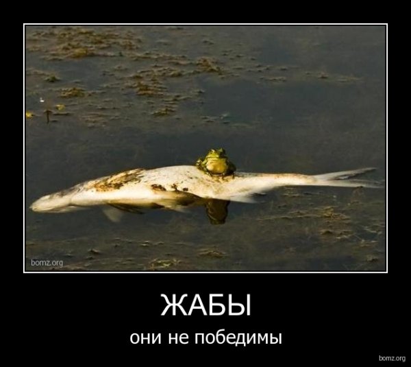 Лягушки смешные демотиваторы