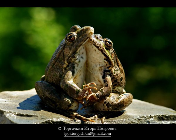 Лягушка демотиватор