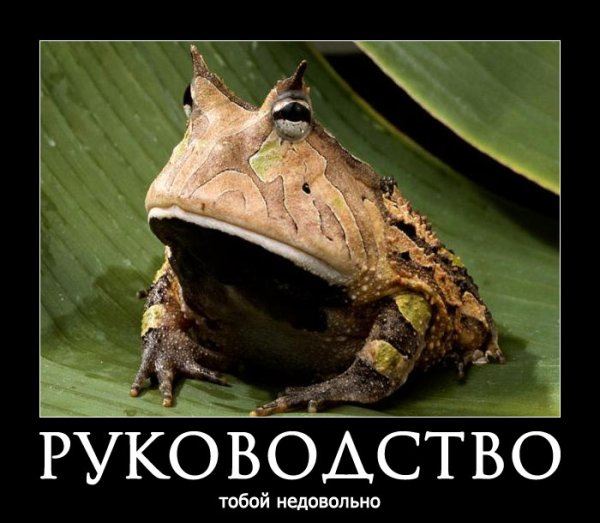 Лягушка для презентации