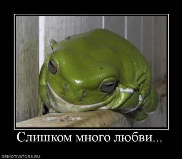 Жаба демотиватор