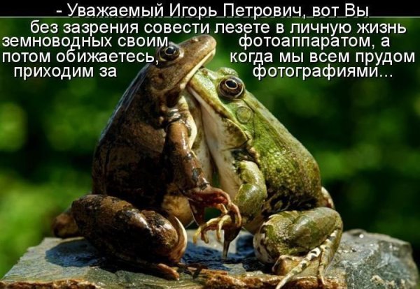Шутки про лягушек