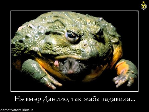 Лягушка демотиватор