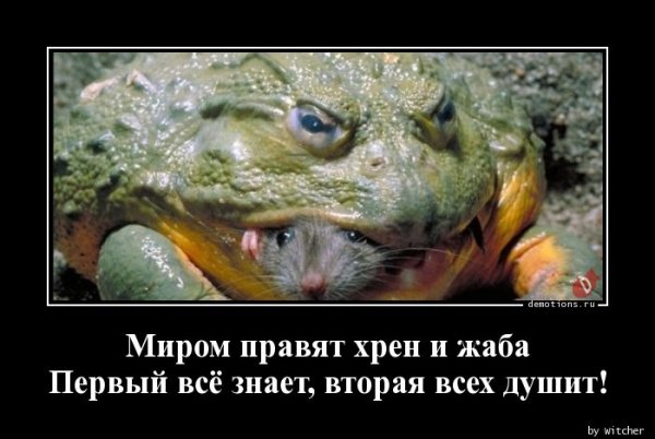 Лягушка демотиватор