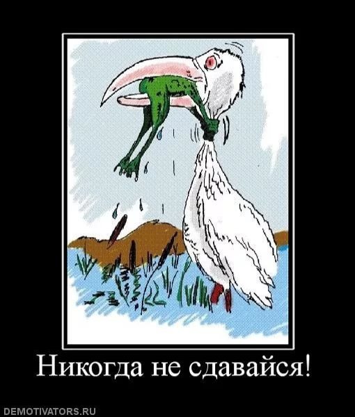 Цапля и лягушка никогда не сдавайся