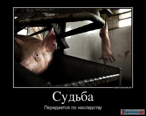 Судьба прикол