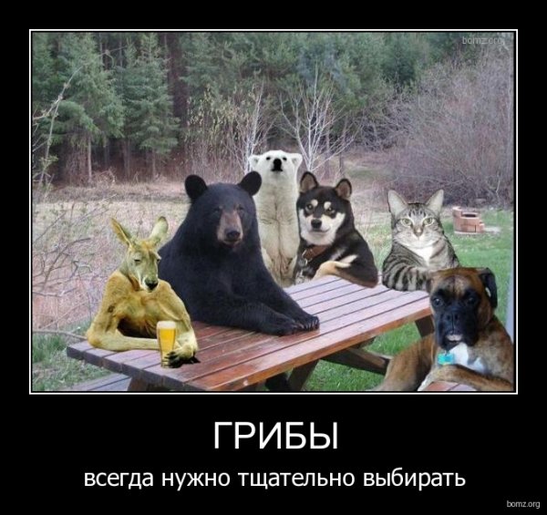 Всем похуй демотиватор