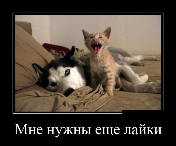 Приколы про лайки
