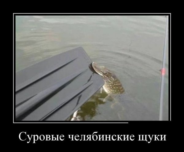 Суровые челябинские щуки