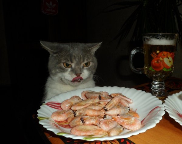 Я креветка