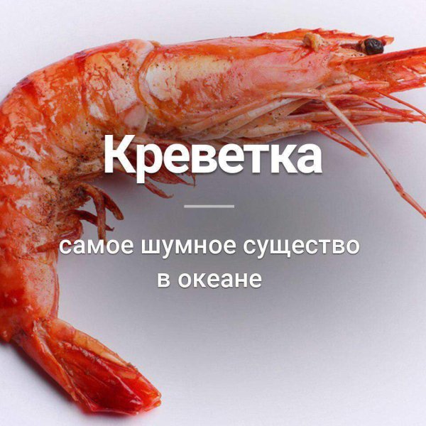 Смешная креветка