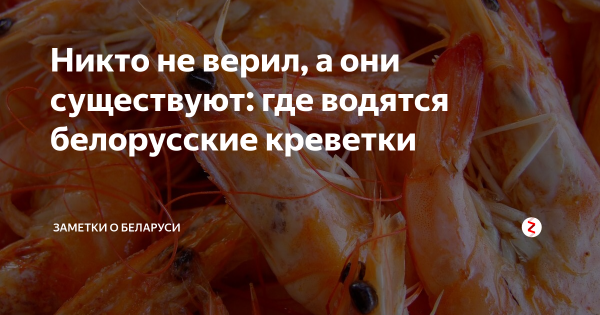 Размножение креветок
