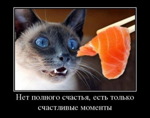 Котики демотиваторы