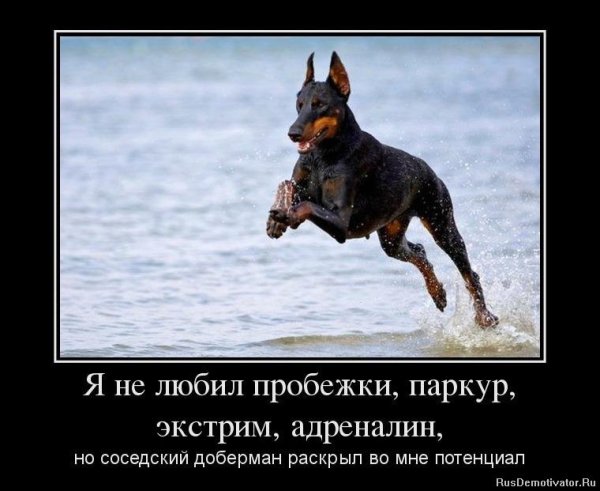 Прикольные демотиваторы