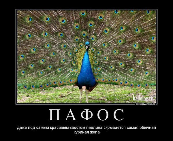 Приколы про павлинов