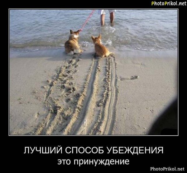 С АБС И без собаки