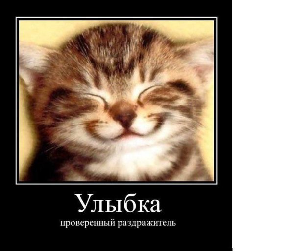Кот расплылся в улыбке