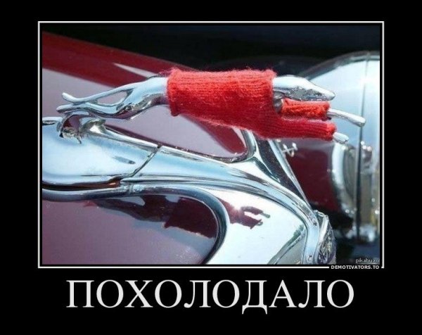 Похолодало картинки смешные