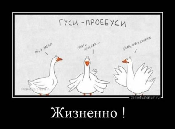 Выражение про гусей