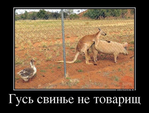 Гусь свинье не товарищ прикол