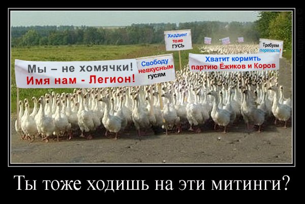 Гусь демотиватор