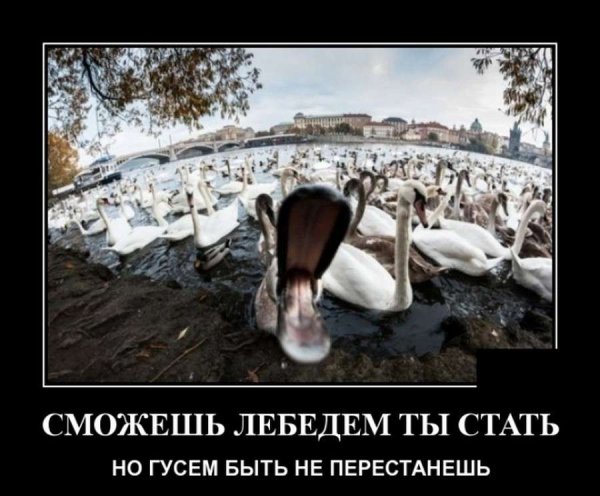 Лебедь прикол
