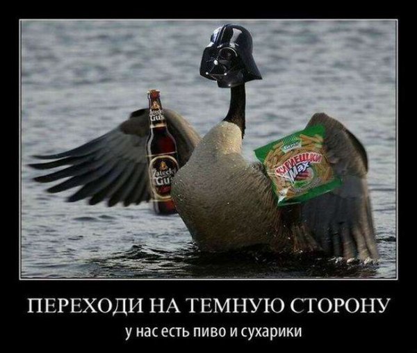 Гусь прикол