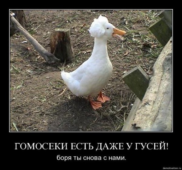 Шутки про гуся