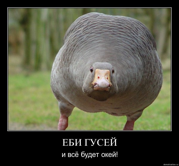 Гусь демотиватор