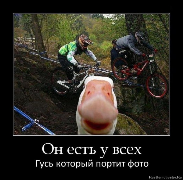 Демотиваторы с гусем