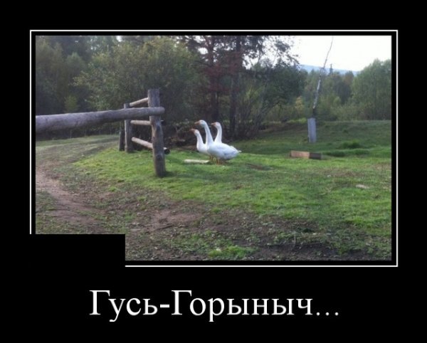 Гуси смешные демотиваторы