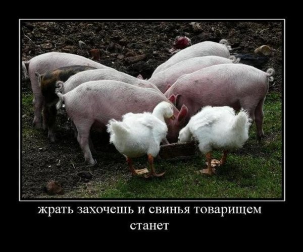 Гусь демотиватор