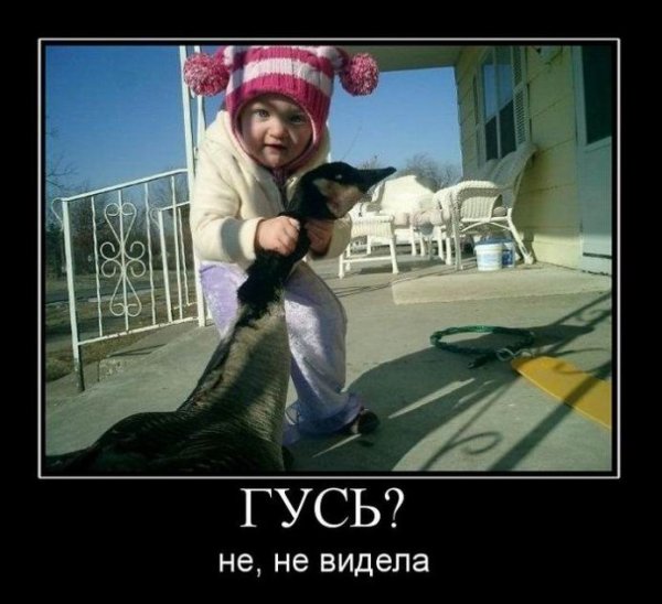 Гусь демотиватор
