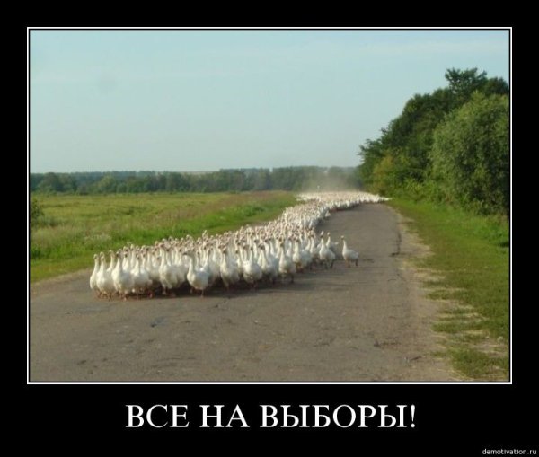 Демотиваторы с гусем