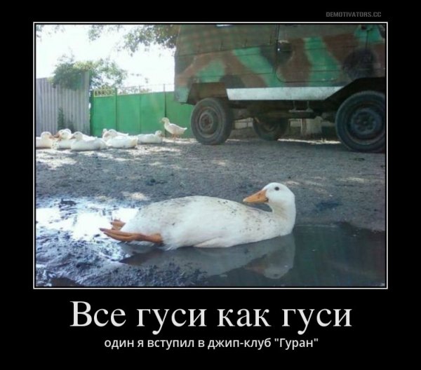 Гусь лежит