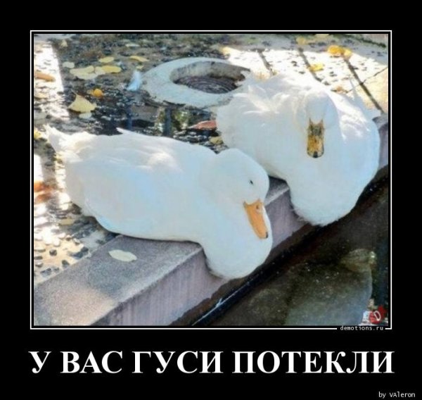 Демотиваторы с гусем