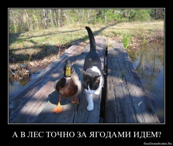 Гусь демотиватор