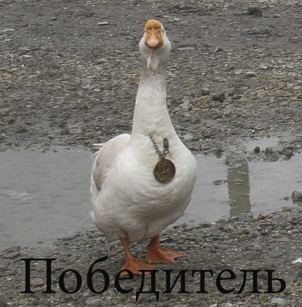 Воруй убивай гусей