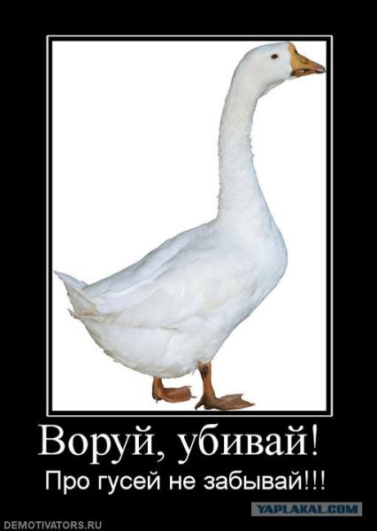 Стишок про гусей смешной