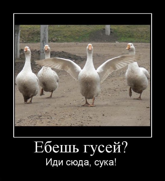 Гусь на работе