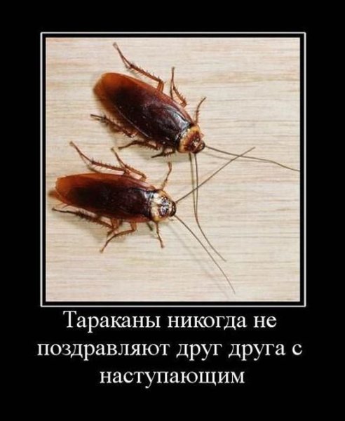 Демотиваторы тараканы (45 фото)