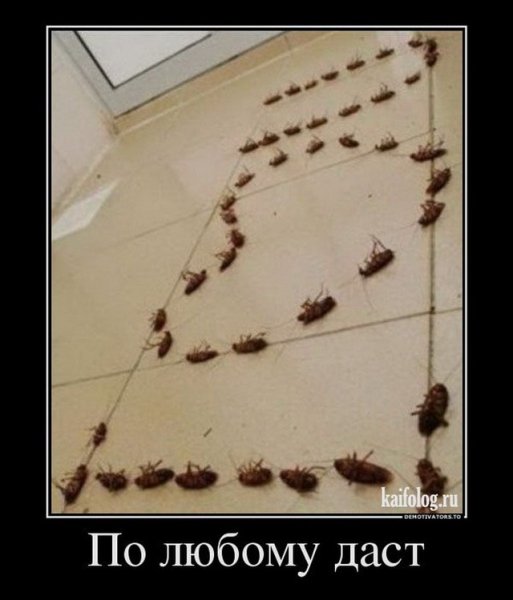 Шутки про тараканов