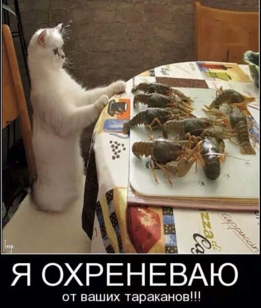 Я охреневаю от ваших тараканов