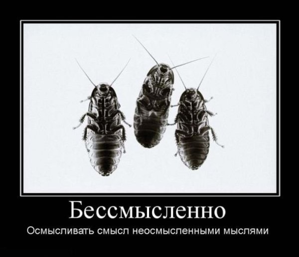 Демотиваторы тараканы на кухне