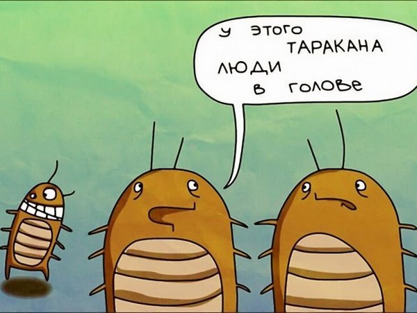 Анекдоты про тараканов смешные