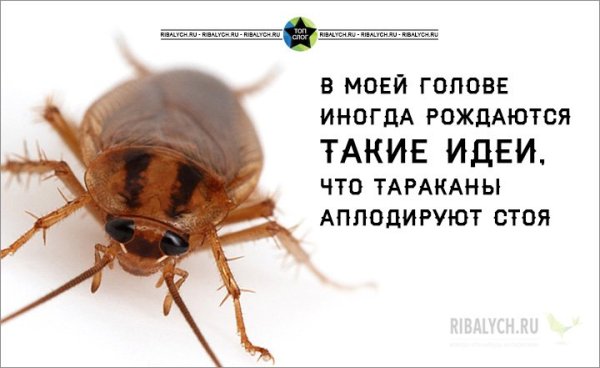 Тараканы в голове